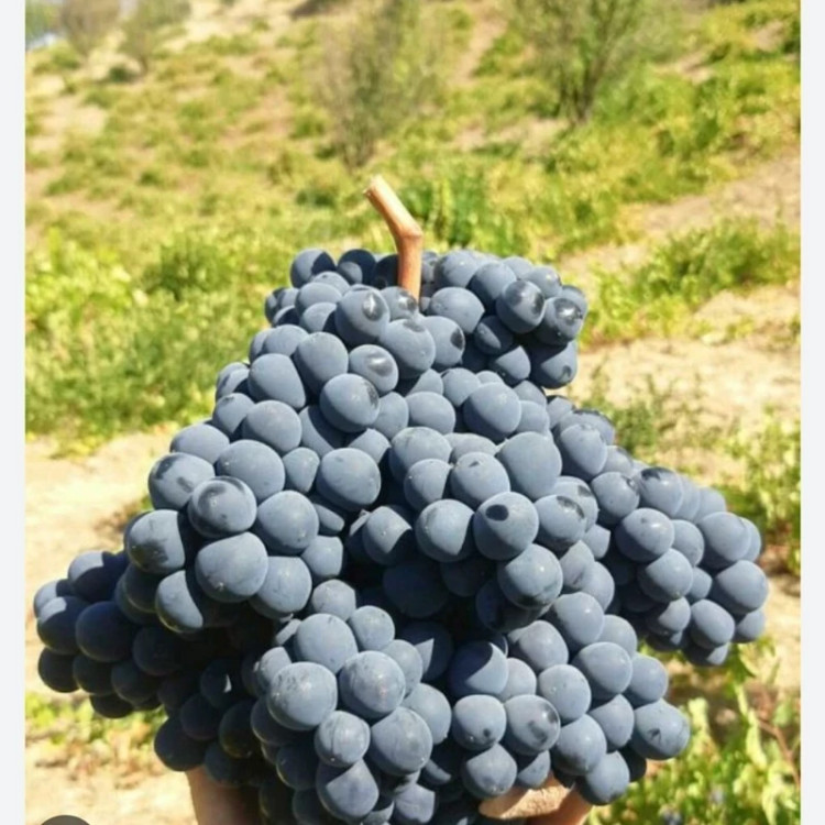خرید نهال انگور سیاه سردشت(رشه) یکساله درشت شیرین اب دار بسیار اقتصادی مقاوم به کم ابی و سرما