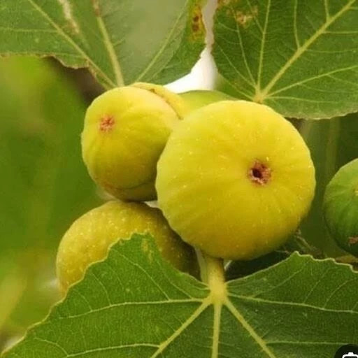 خرید نهال انجیر زرد سه فصل درشت شیرین اب دار بسیار اقتصادی مقاوم به کم ابی و سرما