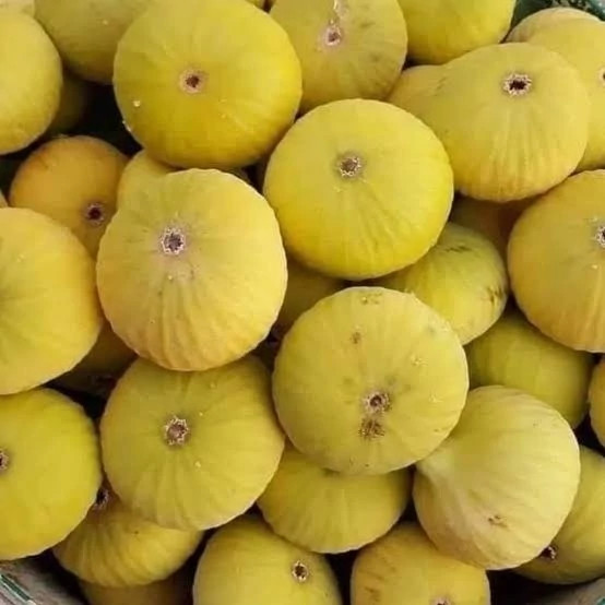 خرید نهال انجیر زرد سه فصل درشت شیرین اب دار بسیار اقتصادی مقاوم به کم ابی و سرما