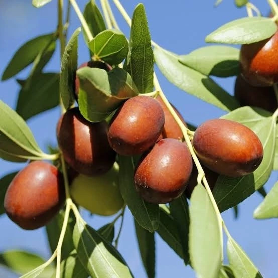 خرید نهال عناب اوکراینی درشت بسیار اقتصادی مقاوم به کم ابی و سرما
