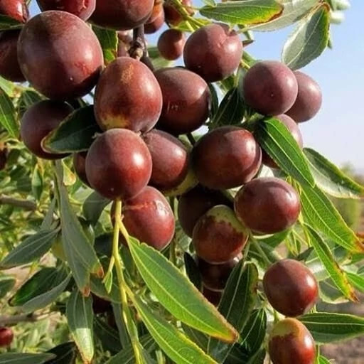 خرید نهال عناب اوکراینی درشت بسیار اقتصادی مقاوم به کم ابی و سرما
