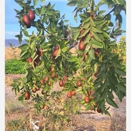 خرید نهال عناب اوکراینی درشت بسیار اقتصادی مقاوم به کم ابی و سرما