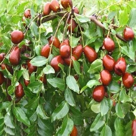 خرید نهال عناب اوکراینی درشت بسیار اقتصادی مقاوم به کم ابی و سرما