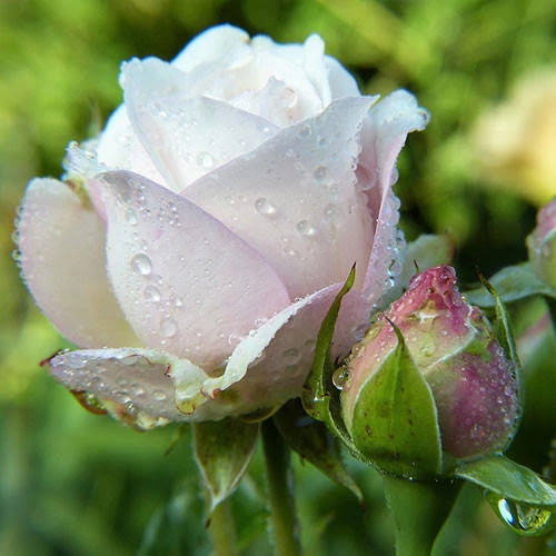 خرید نهال رز سفید هلندی با گلهای بزرگ و زیبا مقاوم به کم ابی و گرما