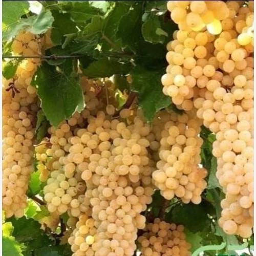 خرید نهال انگور بی دانه سفید درشت شیرین اب دار بسیار اقتصادی مقاوم به کم ابی و سرما