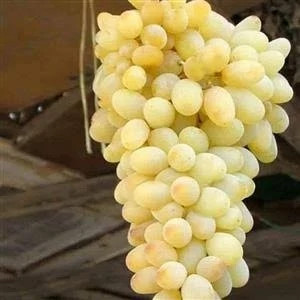 خرید نهال انگور بی دانه سفید درشت شیرین اب دار بسیار اقتصادی مقاوم به کم ابی و سرما