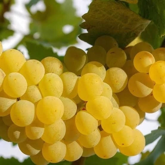خرید نهال انگور بی دانه سفید درشت شیرین اب دار بسیار اقتصادی مقاوم به کم ابی و سرما