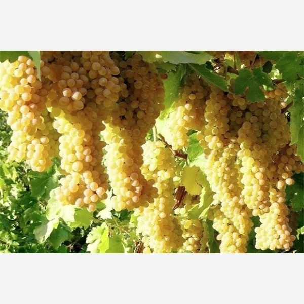 خرید نهال انگور بی دانه سفید درشت شیرین اب دار بسیار اقتصادی مقاوم به کم ابی و سرما