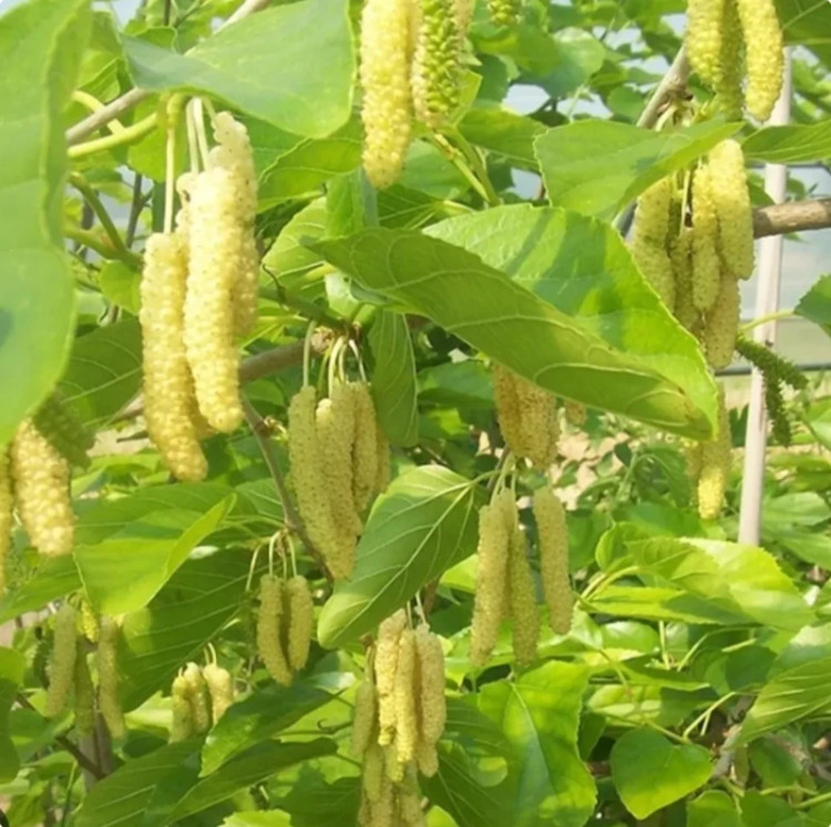 خرید نهال توت موزی سفید درشت شیرین اب دار بسیار اقتصادی مقاوم به کم ابی و گرما