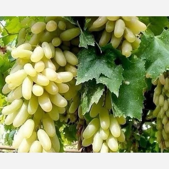 خرید نهال انگور شصت عروس درشت شیرین اب دار بسیار اقتصادی مقاوم به کم ابی و گرما
