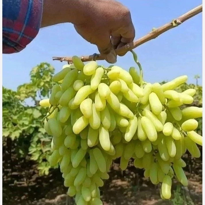 خرید نهال انگور شصت عروس درشت شیرین اب دار بسیار اقتصادی مقاوم به کم ابی و گرما