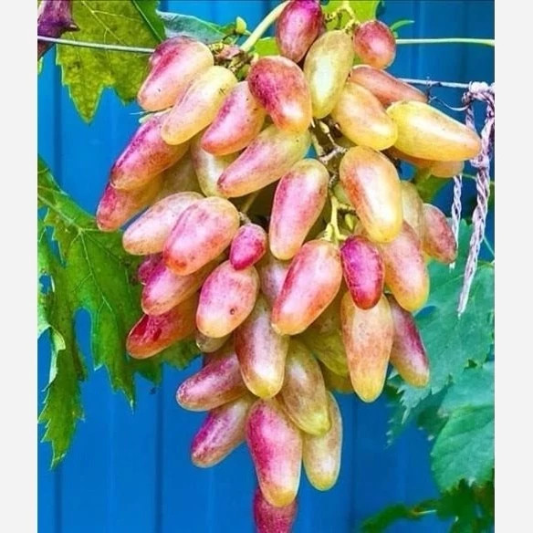 خرید نهال انگور شصت عروس درشت شیرین اب دار بسیار اقتصادی مقاوم به کم ابی و گرما