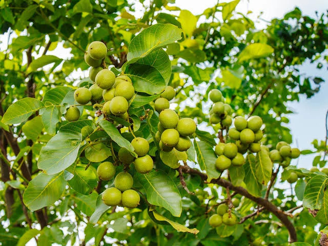 خرید نهال گردو فرنور 5 ساله سایز بزرگ بسیار اقتصادی مقاوم به کم ابی و گرما