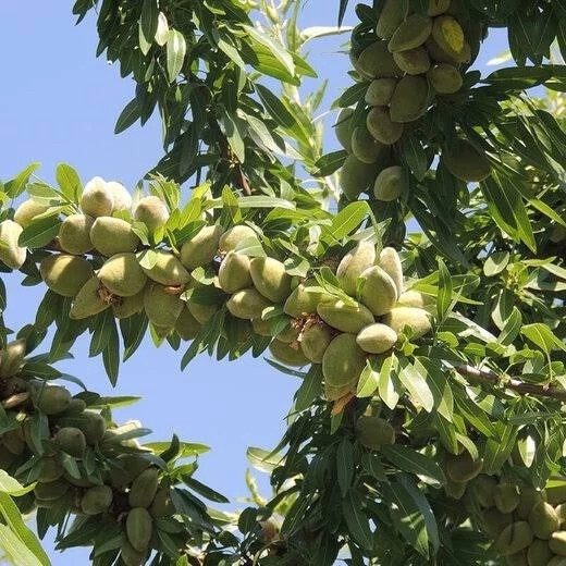 خرید نهال بادام آذر درشت بسیار اقتصادی مقاوم به کم ابی و گرما