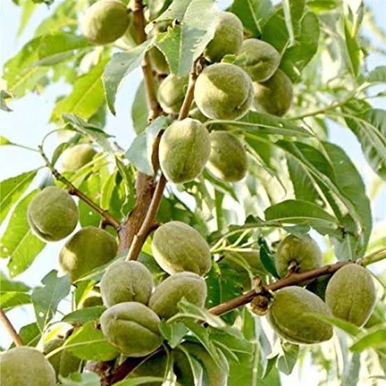 خرید نهال بادام آذر درشت بسیار اقتصادی مقاوم به کم ابی و گرما