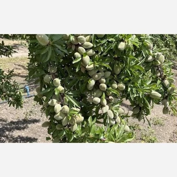 خرید نهال بادام آذر درشت بسیار اقتصادی مقاوم به کم ابی و گرما