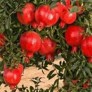 خرید نهال انار دانه سیاه درشت شیرین اب دار بسیار اقتصادی مقاوم به کم ابی و گرما
