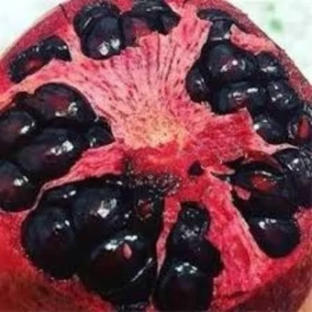 خرید نهال انار دانه سیاه درشت شیرین اب دار بسیار اقتصادی مقاوم به کم ابی و گرما