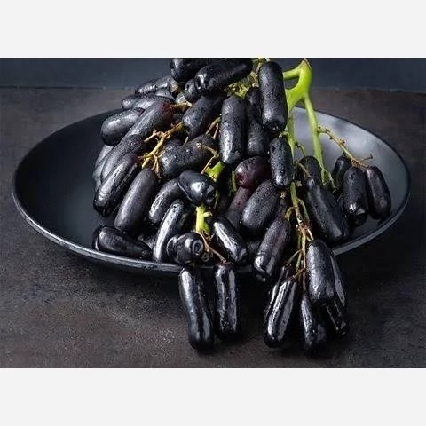 خرید نهال انگور موندراپ ریشه پرس درشت شیرین بسیار اقتصادی مقاوم به کم ابی و گرما