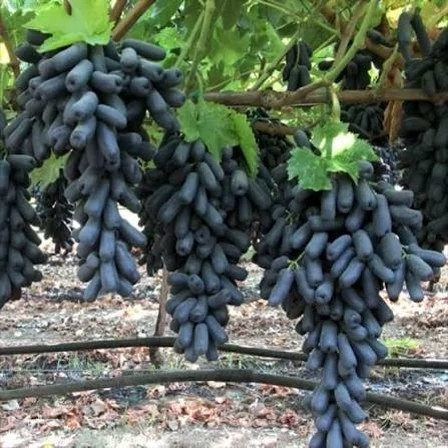 خرید نهال انگور موندراپ ریشه پرس درشت شیرین بسیار اقتصادی مقاوم به کم ابی و گرما