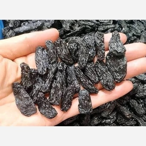 خرید نهال انگور موندراپ ریشه پرس درشت شیرین بسیار اقتصادی مقاوم به کم ابی و گرما