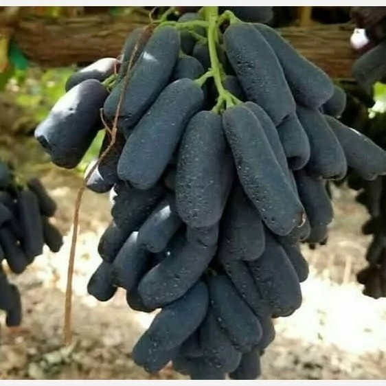 خرید نهال انگور موندراپ ریشه پرس درشت شیرین بسیار اقتصادی مقاوم به کم ابی و گرما