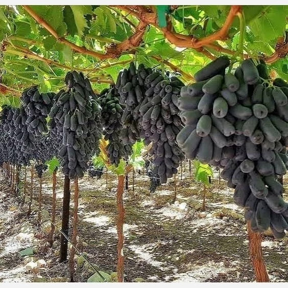 خرید نهال انگور موندراپ ریشه پرس درشت شیرین بسیار اقتصادی مقاوم به کم ابی و گرما