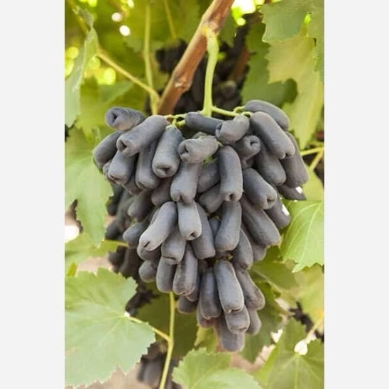 خرید نهال انگور موندراپ ریشه پرس درشت شیرین بسیار اقتصادی مقاوم به کم ابی و گرما