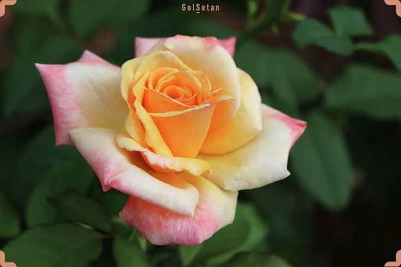 خرید نهال رز غروب تاهیتی با گلهای بزرگ و زیبا مقاوم به کم ابی و گرما