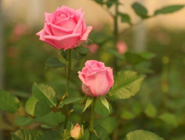 خرید نهال رز گراندیفلورا با گلهای بزرگ و زیبا مقاوم به کم ابی و گرما