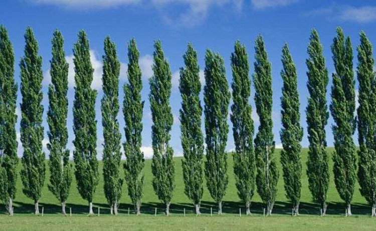 خرید نهال صنوبر کبوده دسته انگشتی زیبا مقاوم به کم ابی و گرما