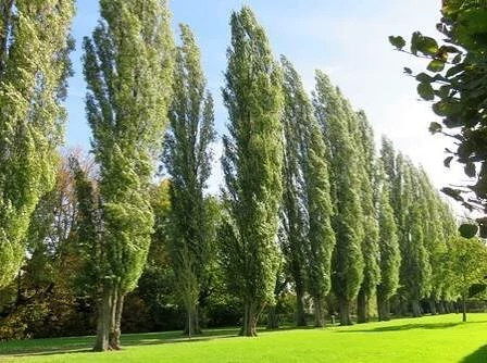 خرید نهال صنوبر کبوده دسته انگشتی زیبا مقاوم به کم ابی و گرما