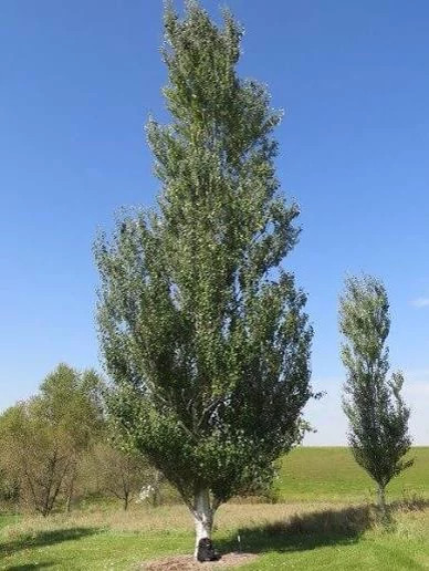 خرید نهال صنوبر کبوده دسته انگشتی زیبا مقاوم به کم ابی و گرما