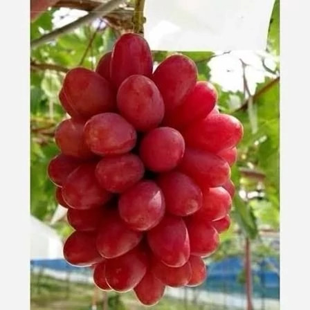 خرید نهال انگور موسکات قرمز درشت شیرین اب دار بسیار اقتصادی مقاوم به کم ابی و سرما
