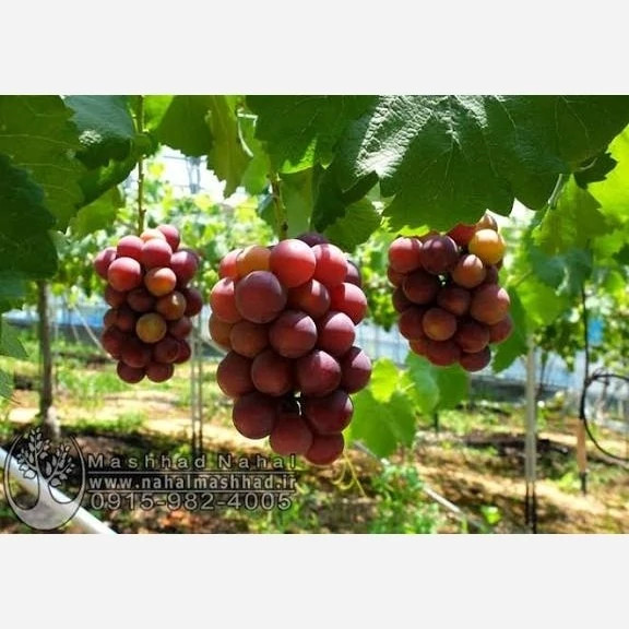 خرید نهال انگور موسکات قرمز درشت شیرین اب دار بسیار اقتصادی مقاوم به کم ابی و سرما