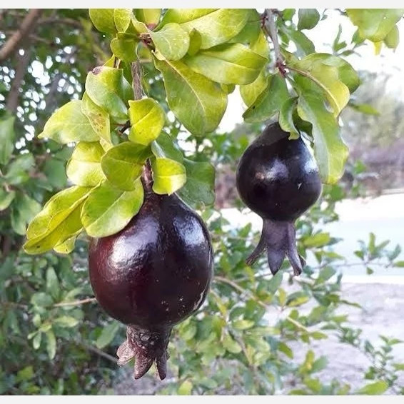 خرید نهال انار پوست سیاه درشت شیرین اب دار بسیار اقتصادی مقاوم به کم ابی و گرما