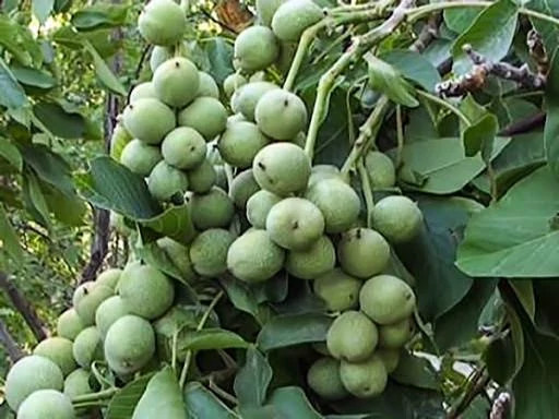 خرید نهال گردو چندلر 5 ساله سایز بزرگ درشت بسیار اقتصادی مقاوم به کم ابی و گرما