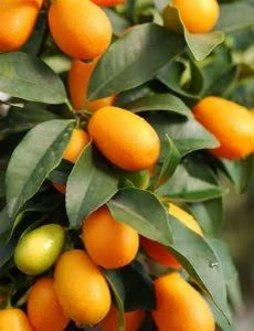خرید نهال کامکوات درشت شیرین اب دار بسیار اقتصادی مقاوم به کم ابی و سرما