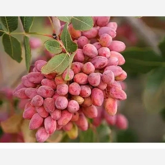 خرید نهال پسته پیوندی ریشه پرس درشت بسیار اقتصادی مقاوم به کم ابی و سرما