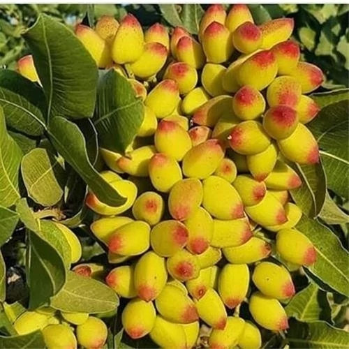 خرید نهال پسته پیوندی ریشه پرس درشت بسیار اقتصادی مقاوم به کم ابی و سرما