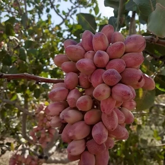 خرید نهال پسته پیوندی ریشه پرس درشت بسیار اقتصادی مقاوم به کم ابی و سرما