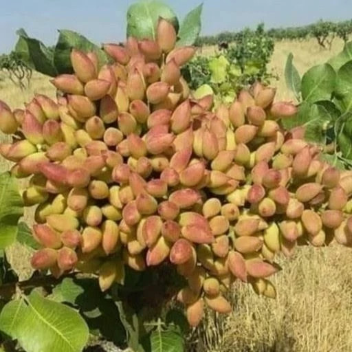 خرید نهال پسته پیوندی ریشه پرس درشت بسیار اقتصادی مقاوم به کم ابی و سرما