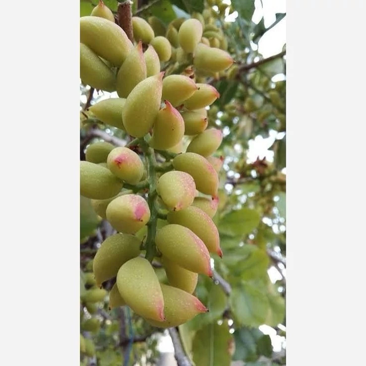 خرید نهال پسته پیوندی ریشه پرس درشت بسیار اقتصادی مقاوم به کم ابی و سرما