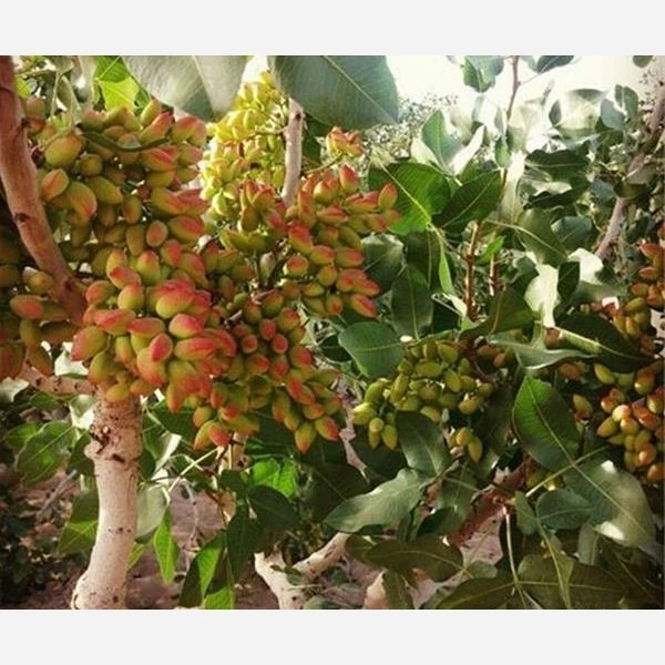 خرید نهال پسته پیوندی ریشه پرس درشت بسیار اقتصادی مقاوم به کم ابی و سرما