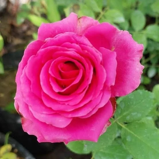 خرید نهال گل رز صورتی با گل های بزرگ وزیبا ومقاوم به کم ابی و گرما