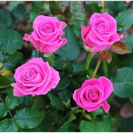خرید نهال گل رز صورتی با گل های بزرگ وزیبا ومقاوم به کم ابی و گرما