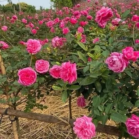 خرید نهال گل رز صورتی با گل های بزرگ وزیبا ومقاوم به کم ابی و گرما