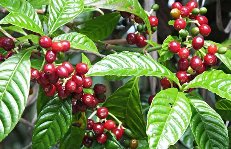 خرید نهال قهوه بسیار اقتصادی مقاوم به کم ابی و گرما