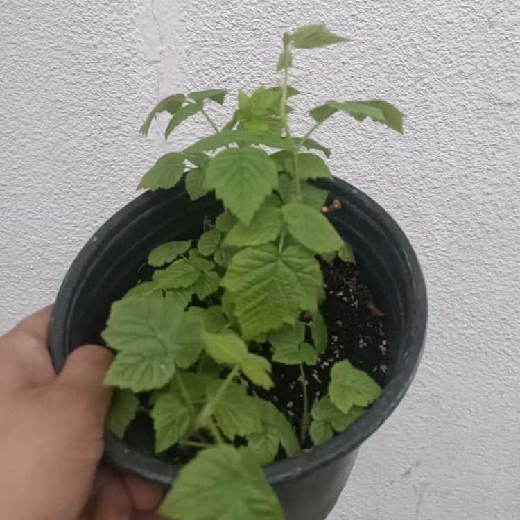 خرید نهال رازبری نارنجی درست شیرین بسیار اقتصادی مقاوم به کم ابی و سرما