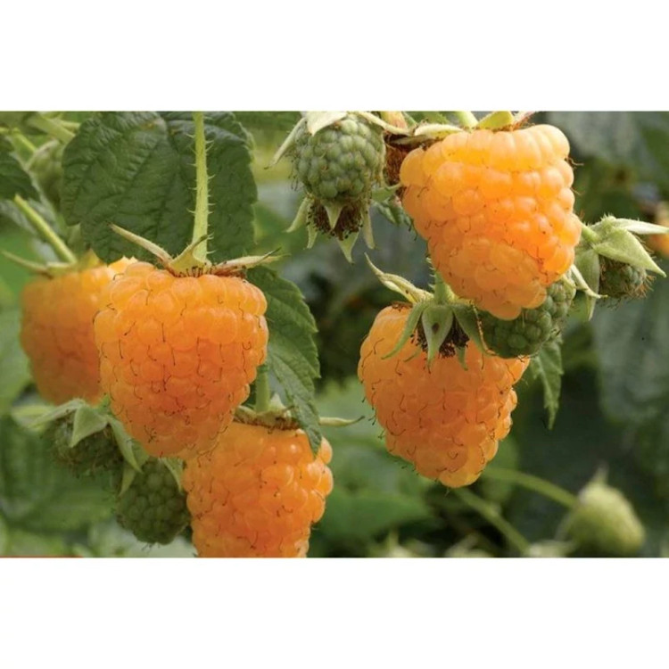 خرید نهال رازبری نارنجی درست شیرین بسیار اقتصادی مقاوم به کم ابی و سرما